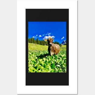 Cow from the Bregenz Forest in Vorarlberg Posters and Art